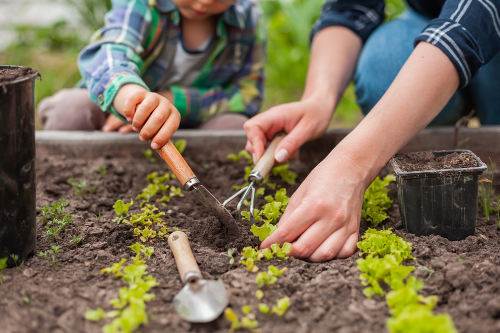 Begin je eigen moestuin