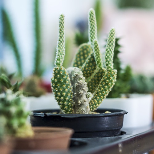 Cactussen en vetplanten - Groencentrum Hoogeveen