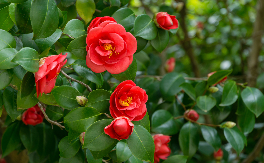 Camelia struik de ultieme ice queen. 