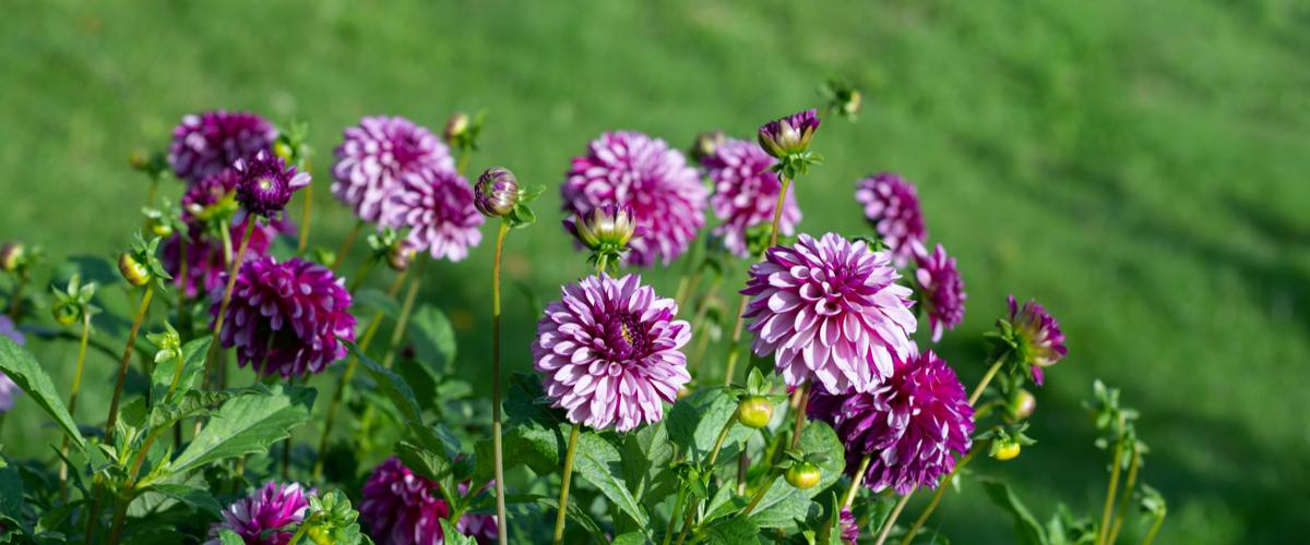 Dahlia - Groencentrum Hoogeveen