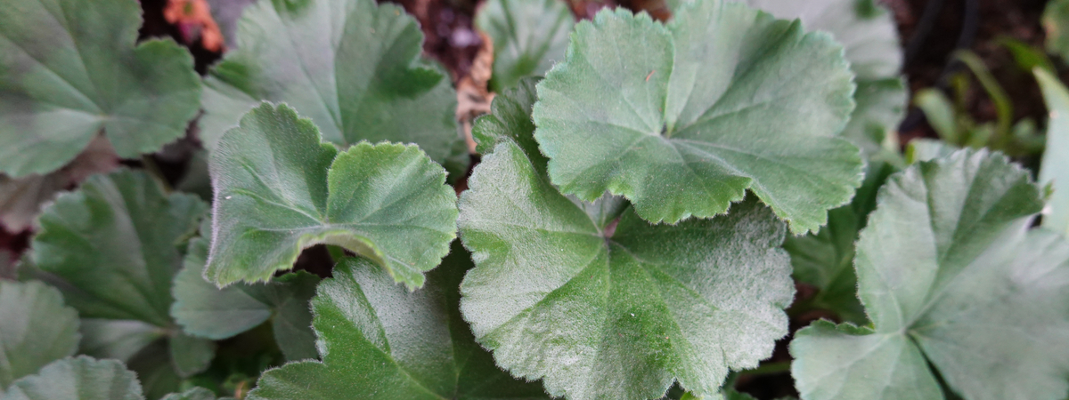 Groenblijvende vaste planten - Groencentrum Hoogeveen