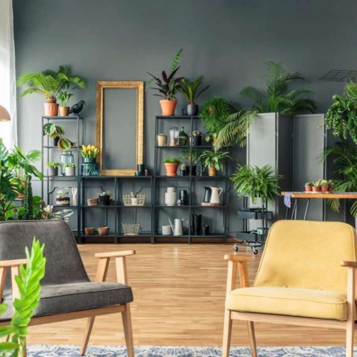Groene kamerplanten - Groencentrum Hoogeveen
