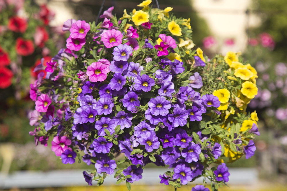 Hanging baskets kopen | Moederdag | Groencentrum Hoogeveen | Tuincentrum Hoogeveen