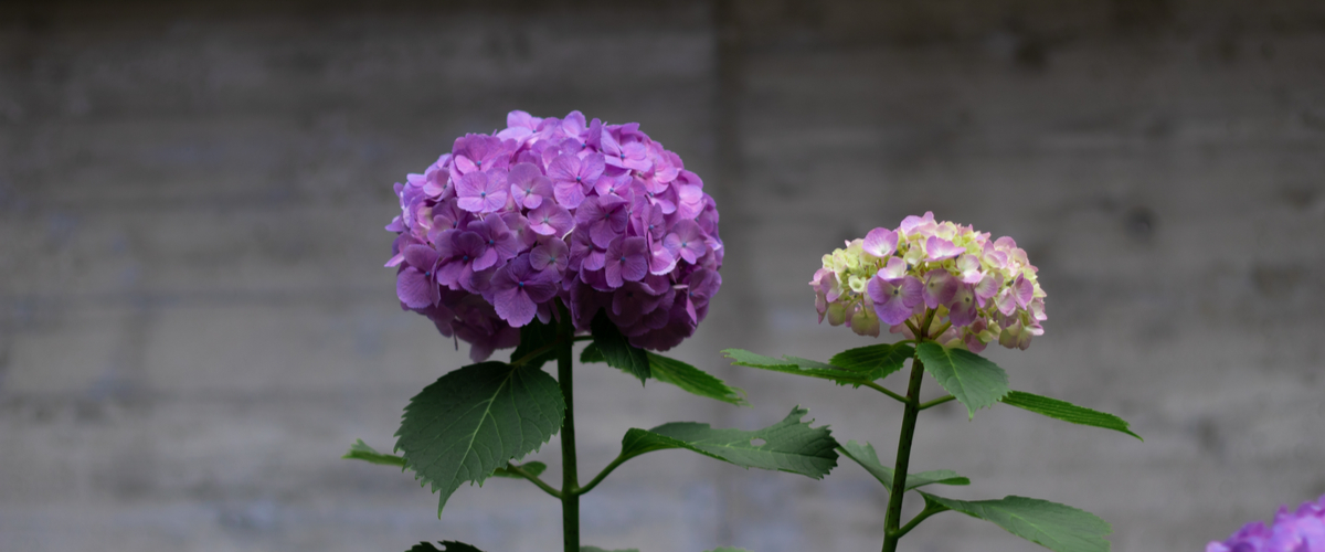 Hortensia - Groencentrum Hoogeveen