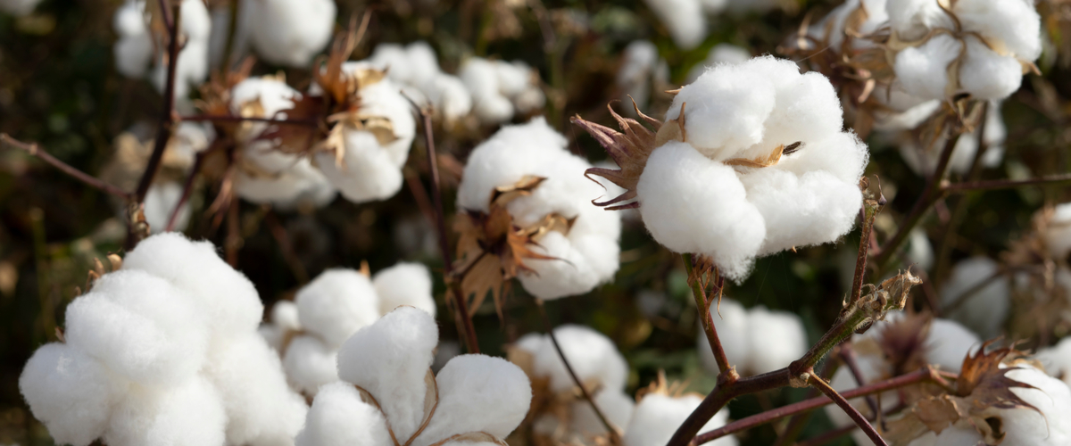 Katoenplant - Groencentrum Hoogeveen