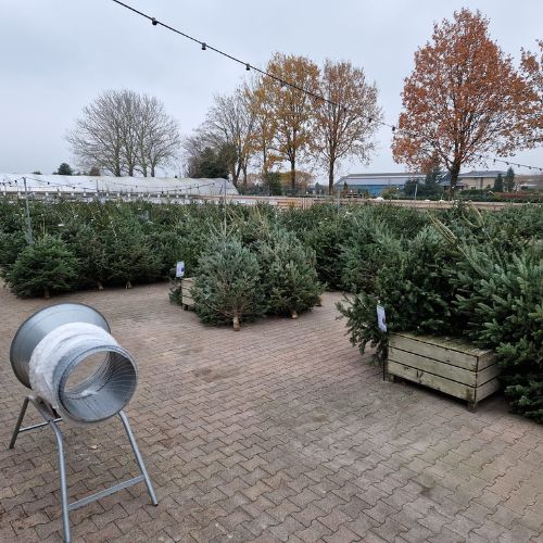 Kerstbomen - Groencentrum Hoogeveen