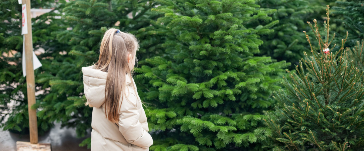 Kerstboom kopen - Groencentrum Hoogeveen