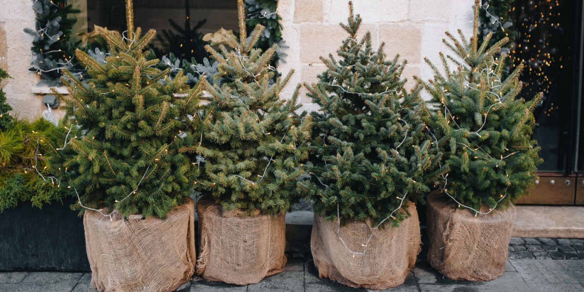 Kabelbaan prieel marketing Kerstbomen | Groencentrum Hoogeveen - Groencentrum Hoogeveen