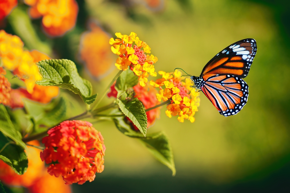 Lantana, vlinder, eenjarige planten 