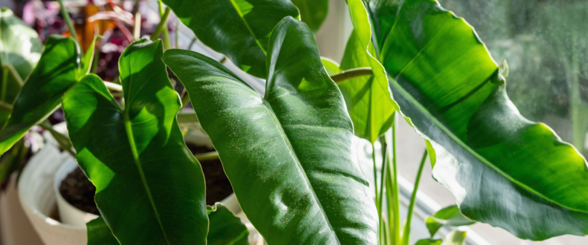 Luchtzuiverende kamerplanten Air So Pure - Groencntrum Hoogeveen