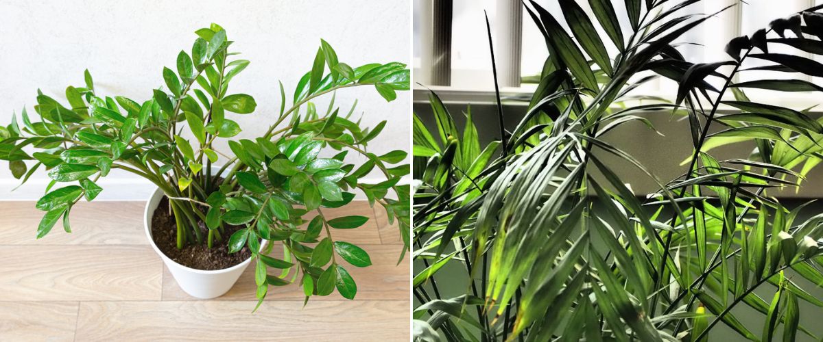 Makkelijke kamerplanten voor de studentenkamer - Zamioculcas - Kentia palm - Groencentrum Hoogeveen