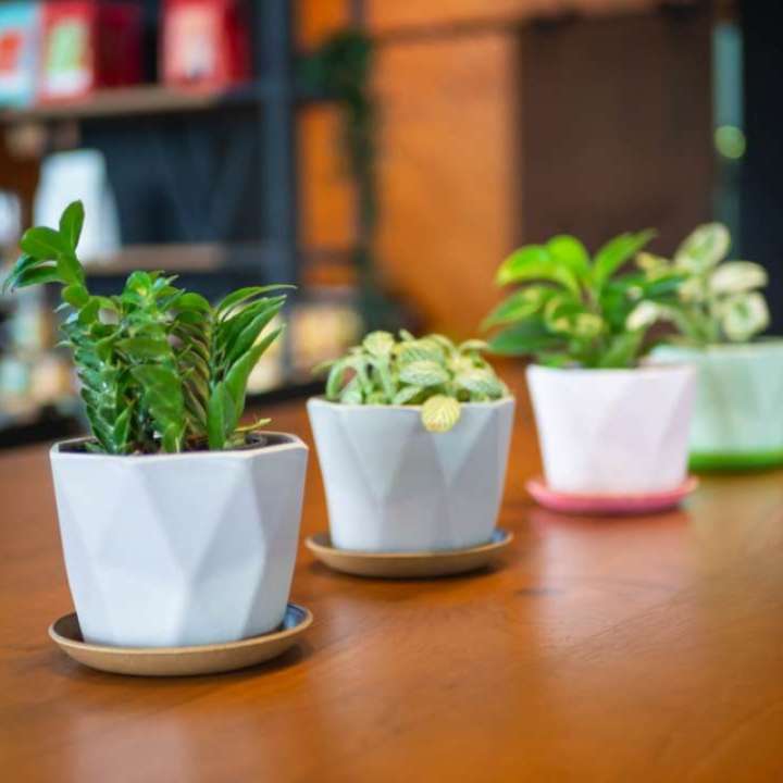 Mini kamerplanten - Groencentrum Hoogeveen