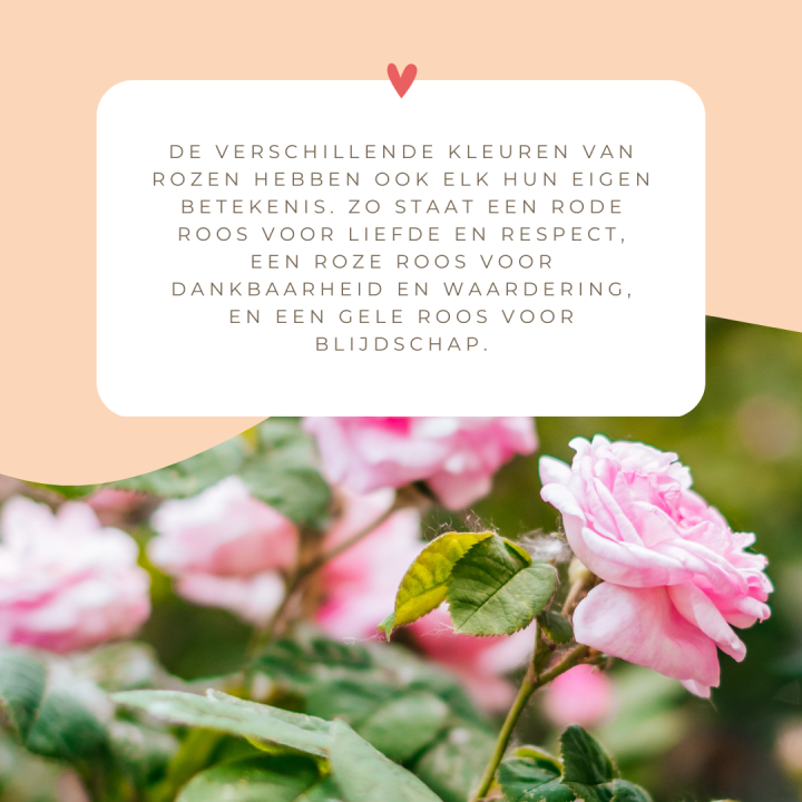 Bloemen kopen | Boeketten Moederdag | Groencentrum Hoogeveen | Tuincentrum Hoogeveen