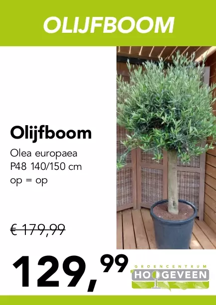 Olijfboom - Groencentrum Hoogeveen