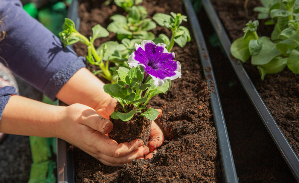 Petunia in tuin 