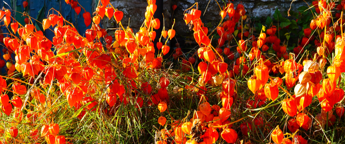 Physalis - Groencentrum Hoogeveen