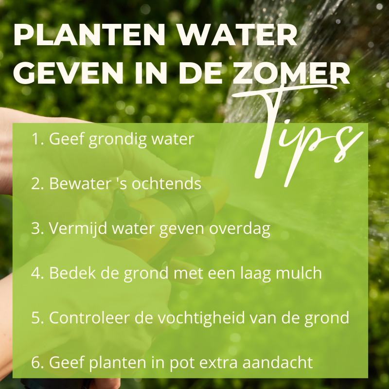 Planten water geven in de zomer - Groencentrum Hoogeveen