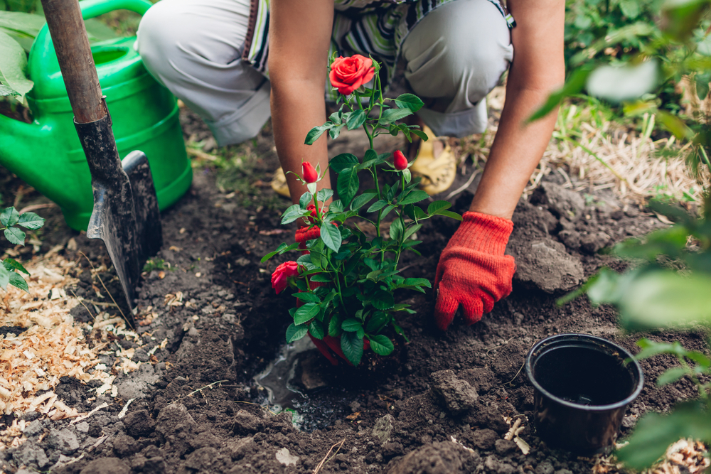 Rozen planten