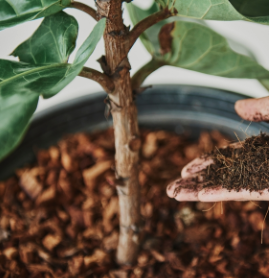 Vaste planten - Groencentrum Hoogeveen