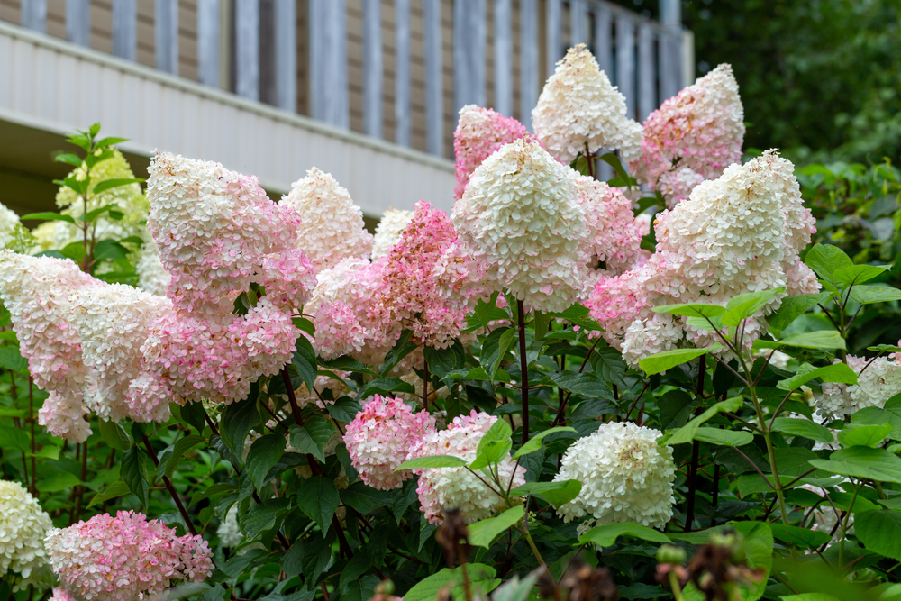 Hortensia; de diva van de schaduw