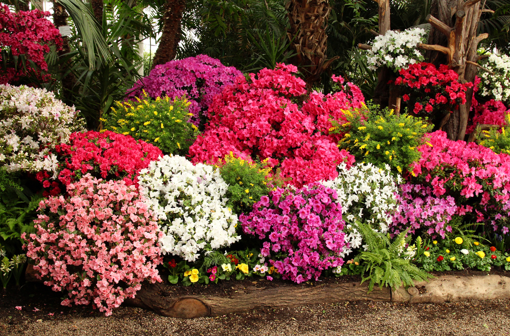 De Azalea; een explosie van kleuren en onderhoudsvriendelijk!