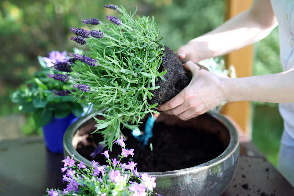 Lavendel planten in bloembak 