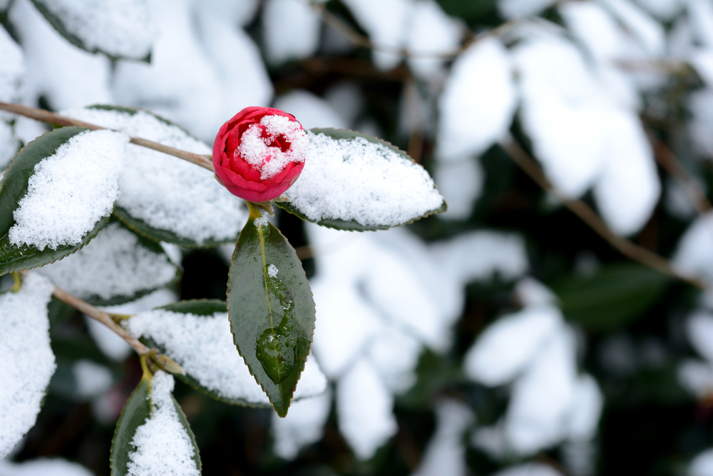 Camelia struik de ultieme ice queen. 