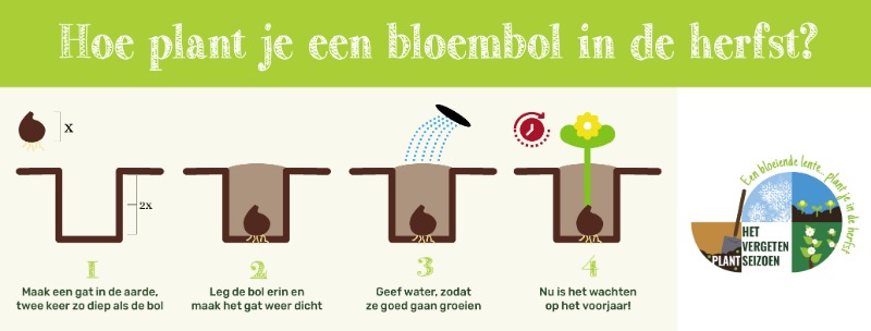 Bloembollen planten - Groencentrum Hoogeveen