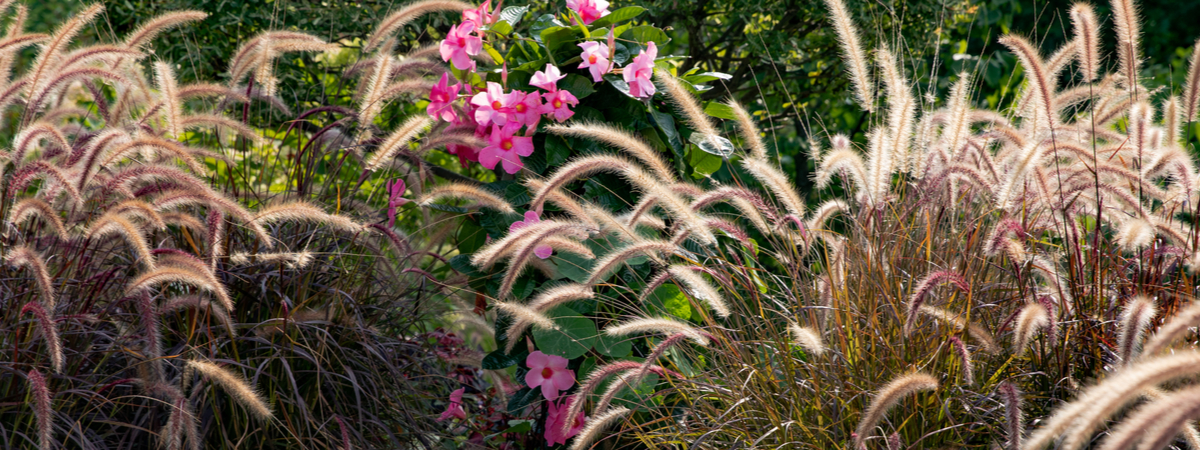 Vaste planten - Groencentrum Hoogeveen