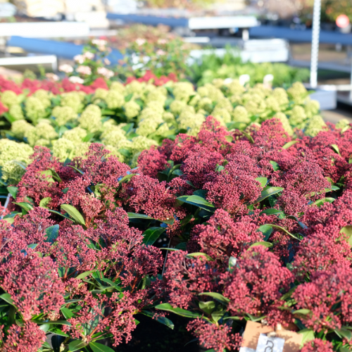 Vaste planten - Groencentrum Hoogeveen