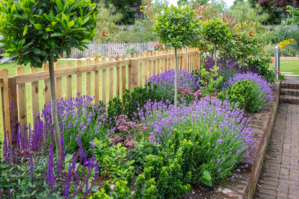 Lavendel in tuin, vaste planten 