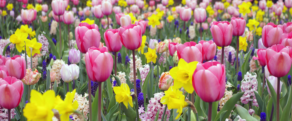 Voorjaarsbollen planten - Groencentrum Hoogeveen