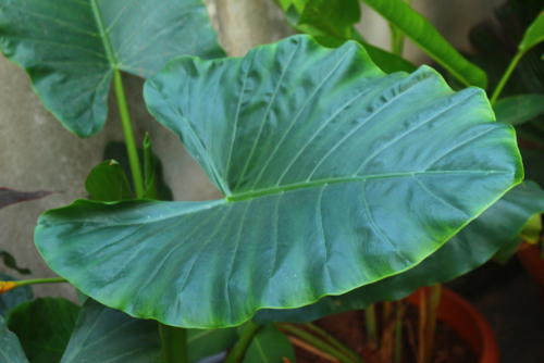 Alocasia - Groencentrum Hoogeveen