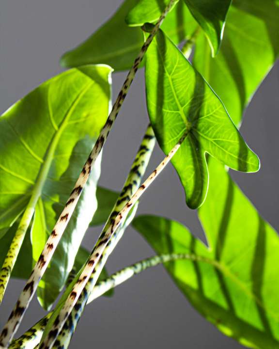 Alocasia Zebrina - Groencentrum Hoogeveen