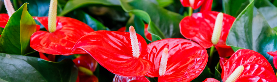 Anthurium - Groenceentrum Hoogeveen