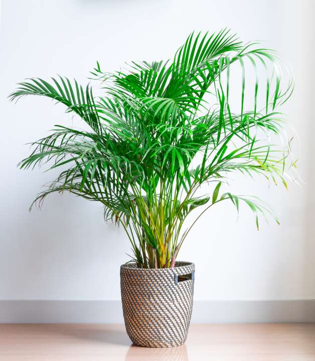 Areca Goudpalm - Groencentrum Hoogeveen