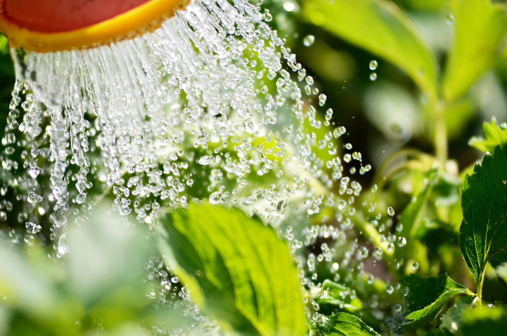 Bewatering | Groencentrum Hoogeveen