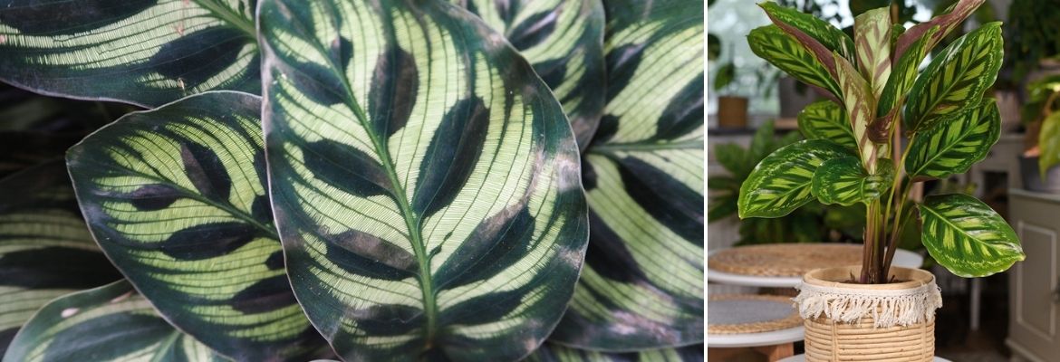 Calathea - Groencentrum Hoogeveen