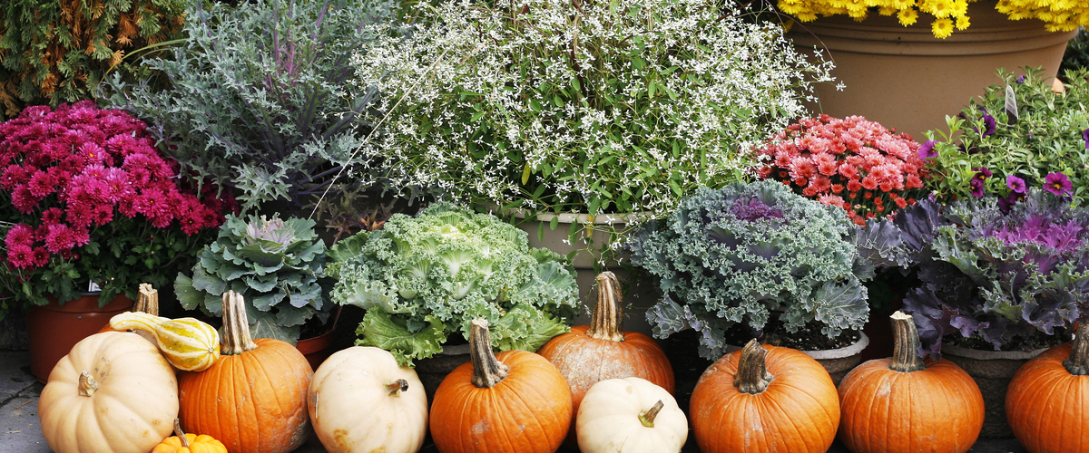 Herfstplanten - Groencentrum Hoogeveen