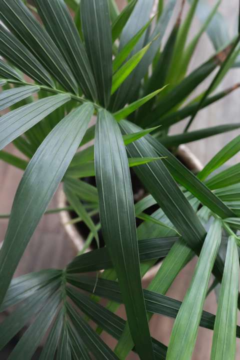 Kentia palm - Groencentrum Hoogeveen