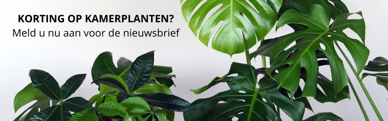 Korting op kamerplanten Meld u nu aan voor de nieuwsbrief - Groencentrum Hoogeveen