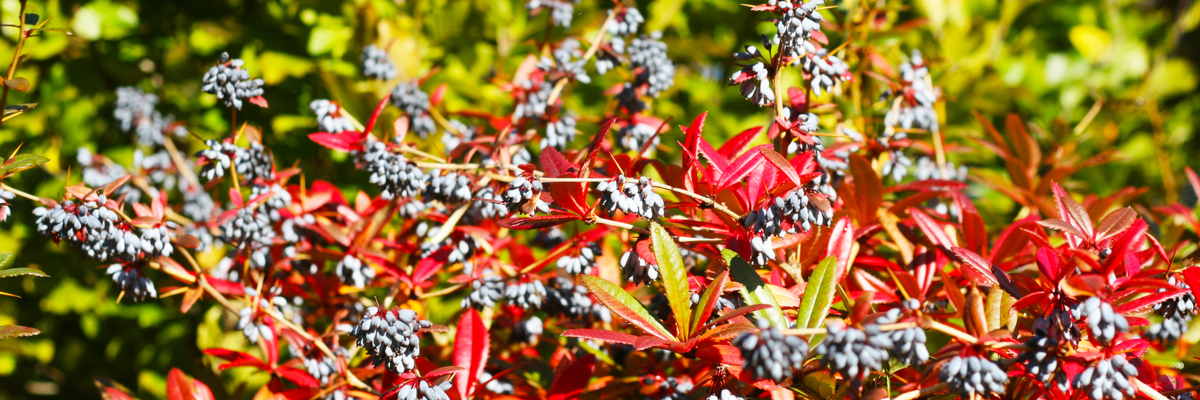 Mahonia x media ‘Winter Sun’ - Groencentrum Hoogeveen