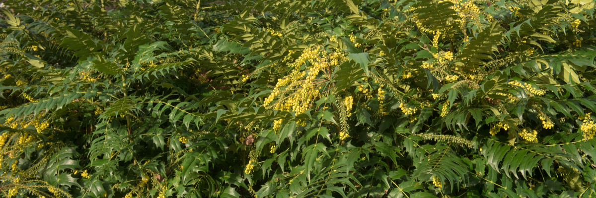 Mahonia x media ‘Winter Sun’ - Groencentrum Hoogeveen