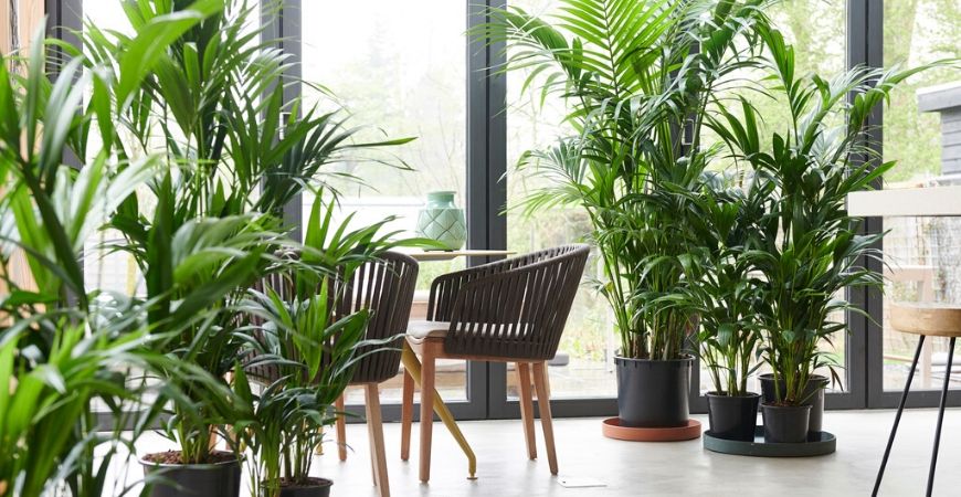 Groene kamerplanten_Groencentrum Hoogeveen