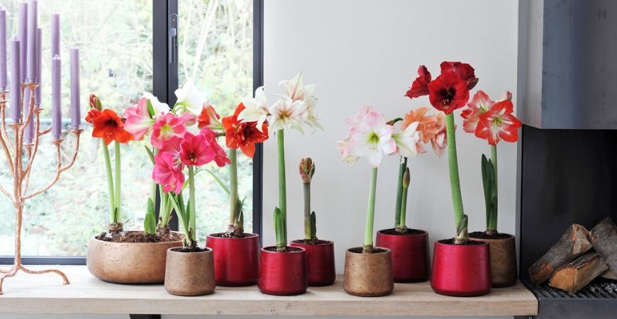 Bloeiende kamerplanten_Groencentrum Hoogeveen