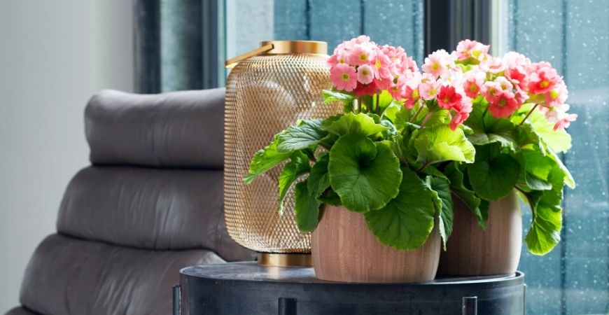 Bloeiende kamerplanten_Groencentrum Hoogeveen