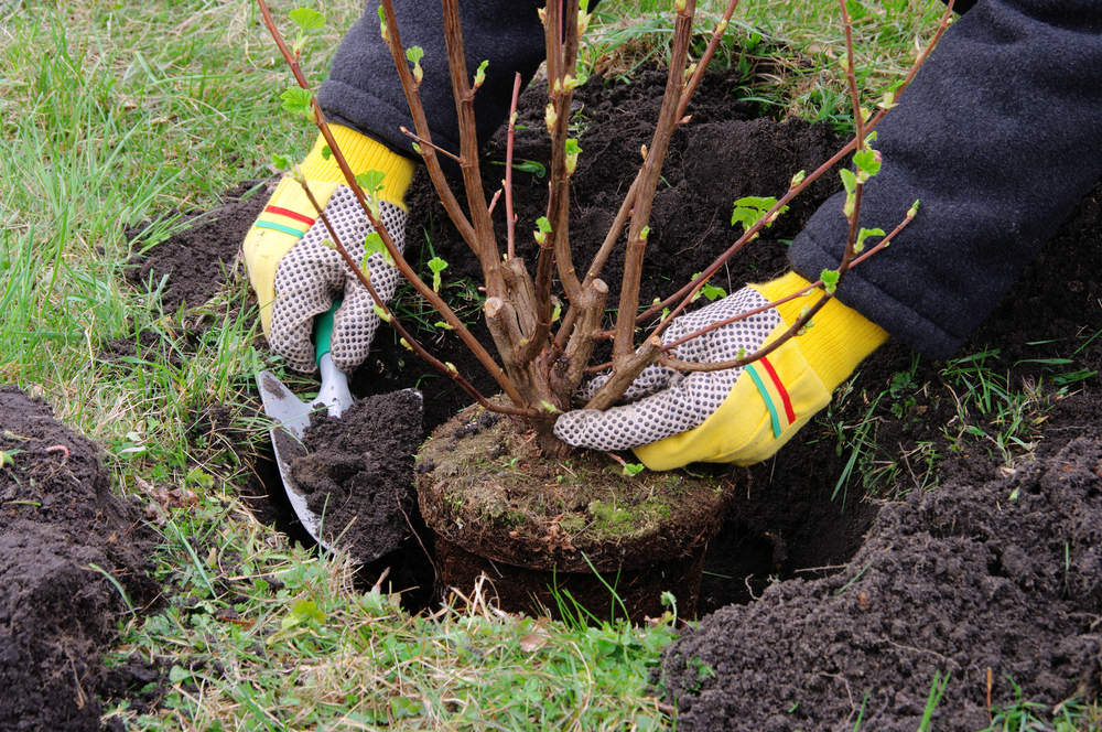 Plant een heester - Groencentrum Hoogeveen