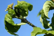 Bladluizen in de tuin?!