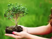 Bomen voor kleinere tuinen Bomen voor kleinere tuinen