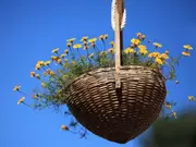 Hanging baskets